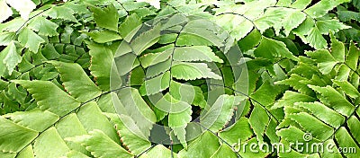 Adiantum raddianum Stock Photo