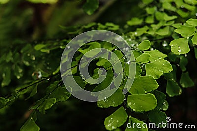 A adiantum raddianum or ferns leaves close up Stock Photo