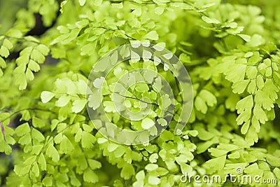 Adiantum raddianum Stock Photo