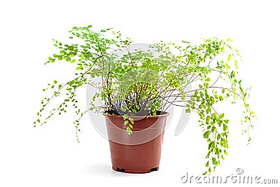 Adiantum raddianum plant in flower pot Stock Photo