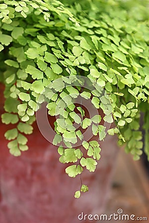 Adiantum raddianum adiantum Venus hair plant in flower clay pot close up. Adiantum capillus veneris. Stock Photo