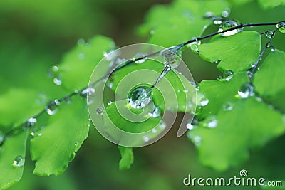 Adiantum with water drops 2 Stock Photo