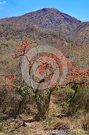 Flowering Shrub and Hills, Adinath Jain Temple, Ranakpur, Sadri, Rajasthan, India Stock Photo