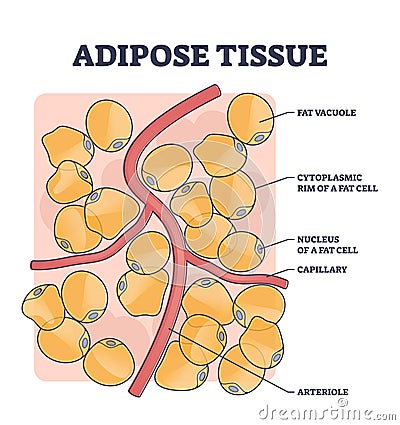 Adipose tissue or body fat anatomical inner cell structure outline diagram Vector Illustration