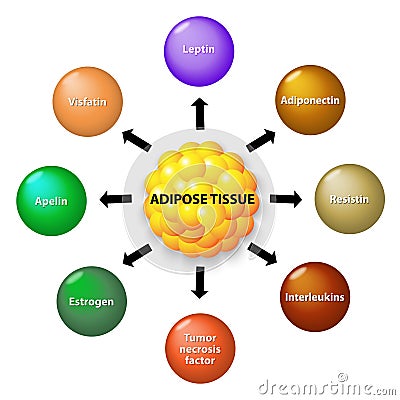 Adipose tissue and hormones Vector Illustration