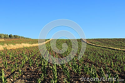 Adiyaman summer tobacco products and crops Stock Photo