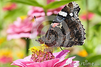 Admiral butterfly on zinnia flower Stock Photo