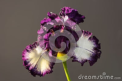 Admiral nelson bloom. Beautiful spring flower open petal. White with purple edges iris blossom blooming Stock Photo