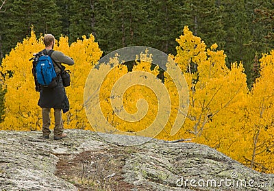 Admiring The Aspens Stock Photo