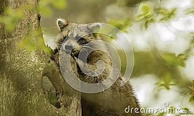 Admiring The Beauty Of The Woods Stock Photo