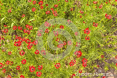 Adonis aestivalis on June garden Stock Photo