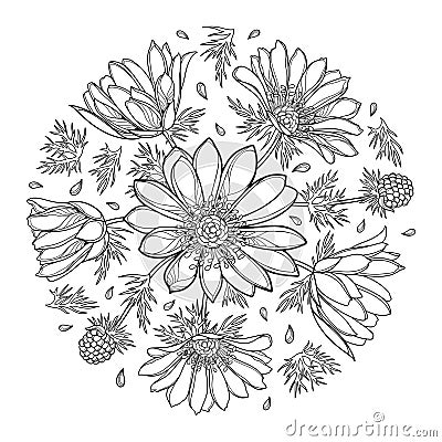 Vector round bouquet with outline Adonis vernalis or spring pheasant`s eye in black isolated on white background. Vector Illustration