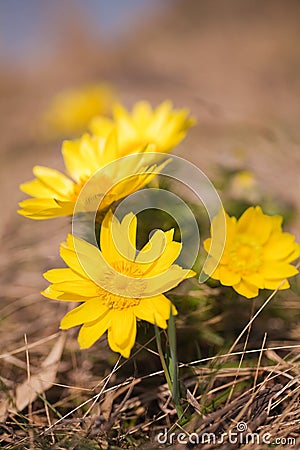 Adonis vernalis Stock Photo