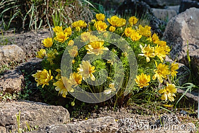 Adonis vernalis is a perennial flowering plant in sping garden. Stock Photo