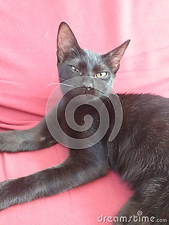 An adopted black street kitten Stock Photo