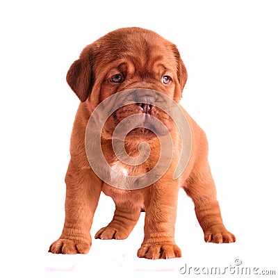 Adorable 1 month old puppy Stock Photo