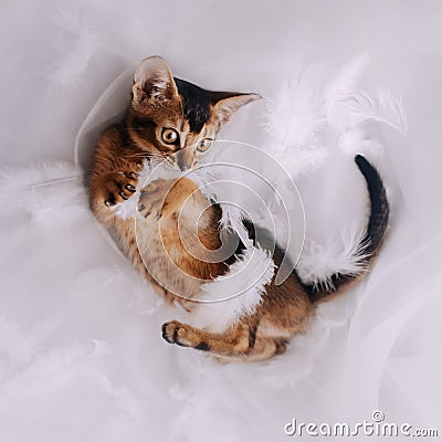 Abyssinian kitten lying upside down with white feathers indoors Stock Photo