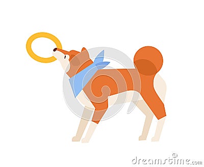 Adorable Akita Inu playing with toy. Playful funny purebred dog or doggy pulling rubber ring isolated on white Vector Illustration