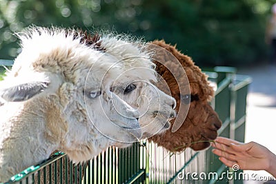 Adorable alpacas in the zoo park Stock Photo