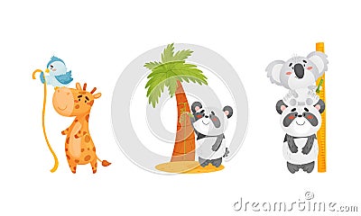 Adorable animals measuring height set. Cute koala, bird, giraffe, panda animals comparing height cartoon vector Vector Illustration