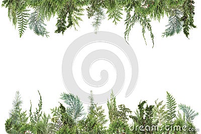 Adorable arranged background with different kinds of fresh green isolated conifer leaves, fir branches Stock Photo
