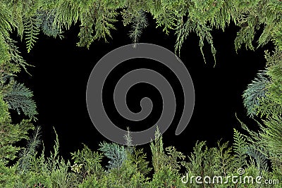 Adorable arranged background with different kinds of fresh green isolated conifer leaves, fir branches Stock Photo