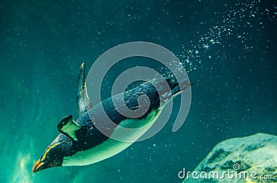 Adorable Australian little penguin Eudyptula minor is the smallest species of penguin swimming in water tank. Stock Photo