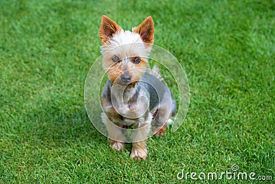 Adorable Australian Silky Terrier posing on fresh mowed lawn in summer day. Dog sitting on fresh cut grass waiting for the command Stock Photo