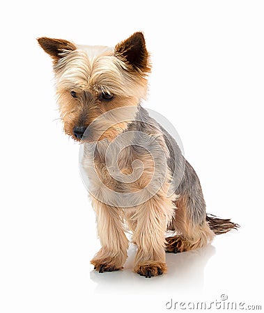 An adorable Australian silky terrier sitting against a white background with shadow reflection. Stock Photo