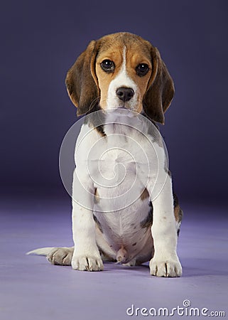 Adorable baby beagle Stock Photo