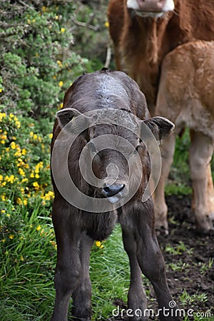 Adorable Baby Calf on Wobbly Legs in England Stock Photo