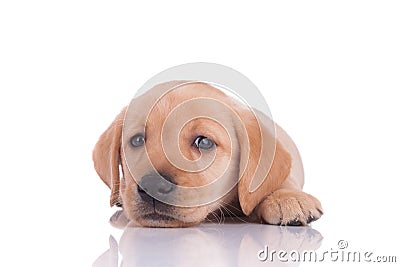 Adorable baby labrador retriever on white background Stock Photo