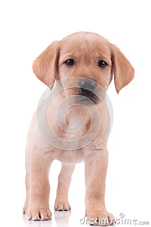 Adorable baby labrador retriever on white background Stock Photo