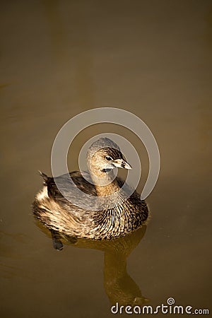 Adorable Baby Pied-Billed Grebe Duck Stock Photo