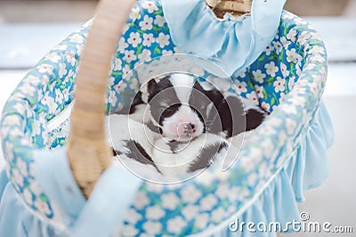 Cute Bangkaew puppy puppies Stock Photo