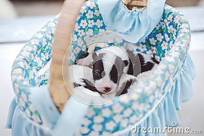 Cute Bangkaew puppy puppies Stock Photo