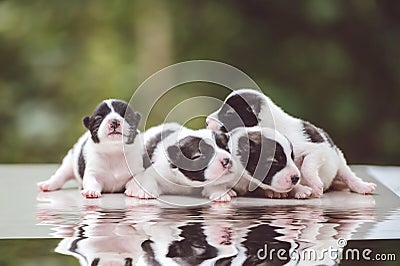 Cute Bangkaew puppy puppies Stock Photo