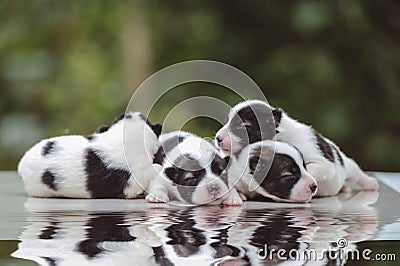 Cute Bangkaew puppy puppies Stock Photo