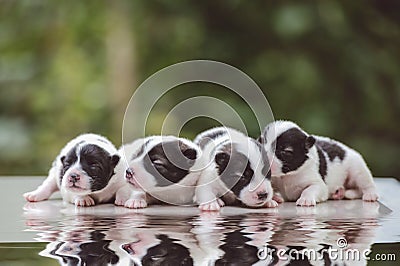 Cute Bangkaew puppy puppies Stock Photo