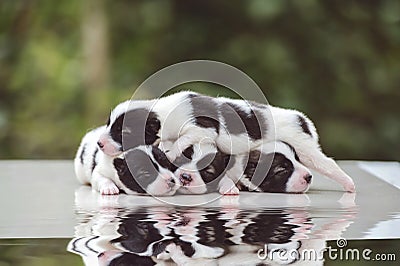 Cute Bangkaew puppy puppies Stock Photo