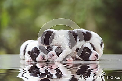 Cute Bangkaew puppy puppies Stock Photo