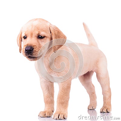 Adorable barking little labrador retriever puppy dog Stock Photo