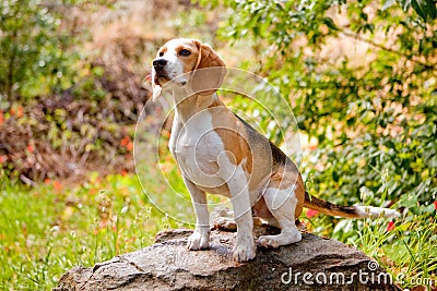 Adorable beagle Stock Photo