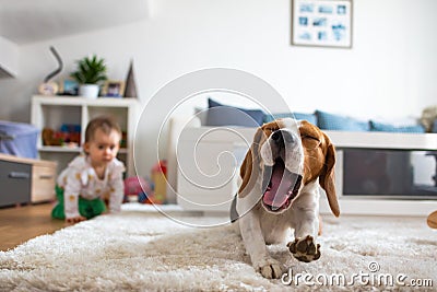 Adorable beagle dog on carpet yawing. Baby on all fours in background. Stock Photo