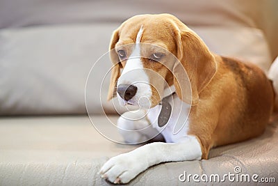 Adorable beagle dog laying on bed Stock Photo