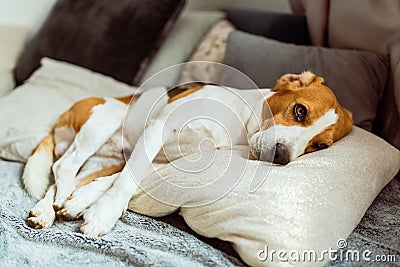 Adorable beagle dog sleeps on cushion indoors on a sofa Stock Photo