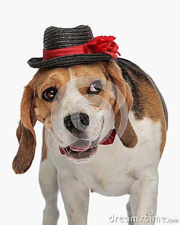 adorable beagle dog wearing hat and bowtie and looking to side while panting Stock Photo