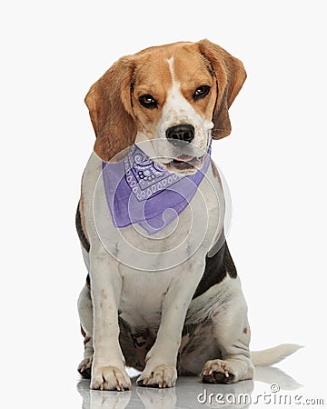 adorable beagle puppy with purple bandana panting and sitting Stock Photo