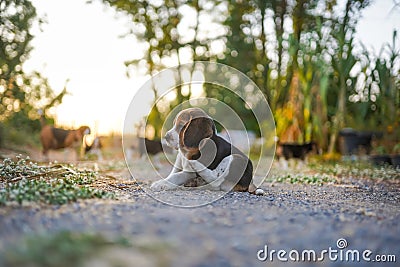 An adorable beagle puppy scratching body outdoor in the yard Stock Photo