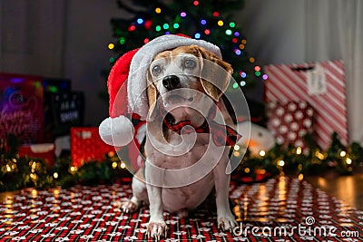 Adorable beagle wearing a festive Santa hat lays on a floor surrounded by Christmas decorations Stock Photo